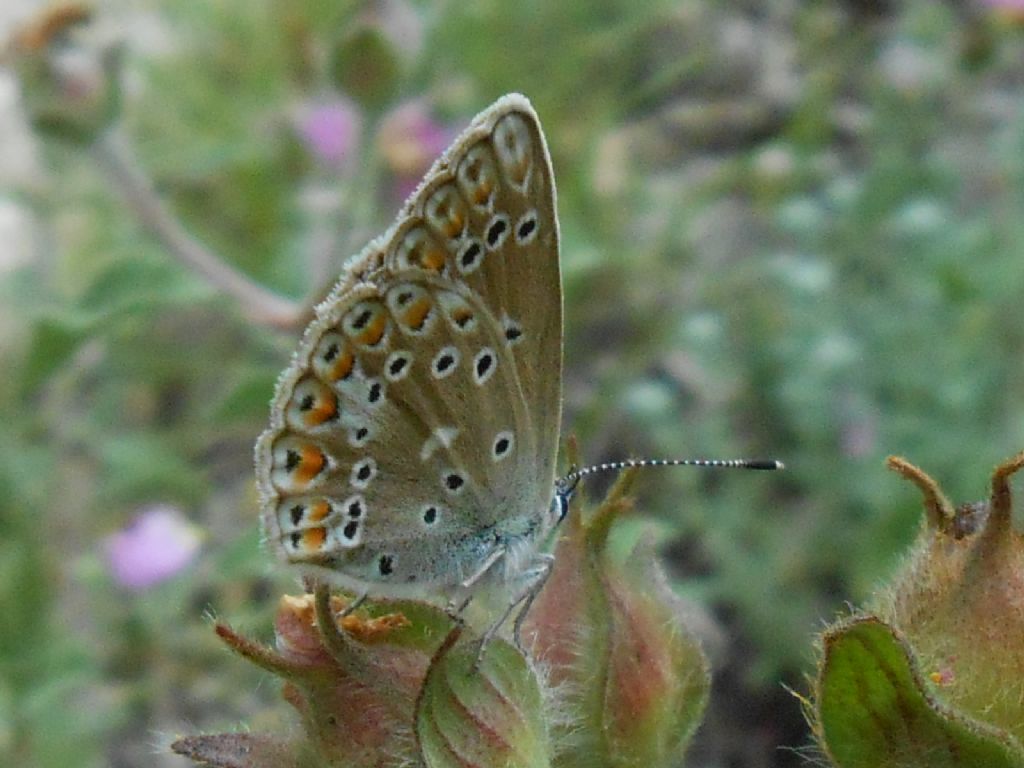 Lycenidae da id